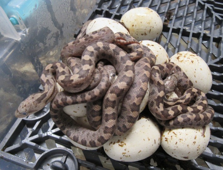 Everglades Rat Snakes